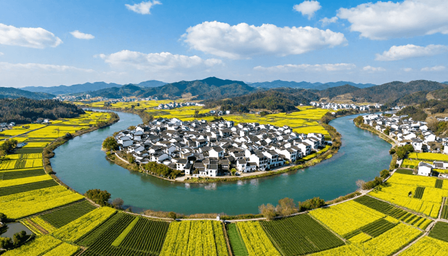 自然风光摄影素材：江南水乡田园风光：金黄花海与青翠茶田的和谐画卷