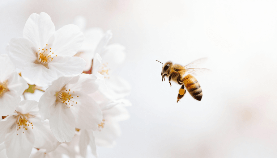 春日主题素材：春日生机：樱花与蜜蜂的静谧和谐