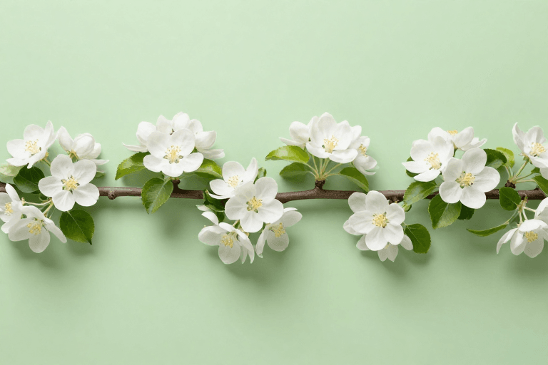 春季主题素材：清新柔光下的白色苹果花枝摄影，营造春日自然美感