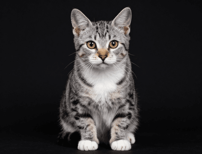 纯黑背景素材：光影细腻展现虎斑猫优雅气质
