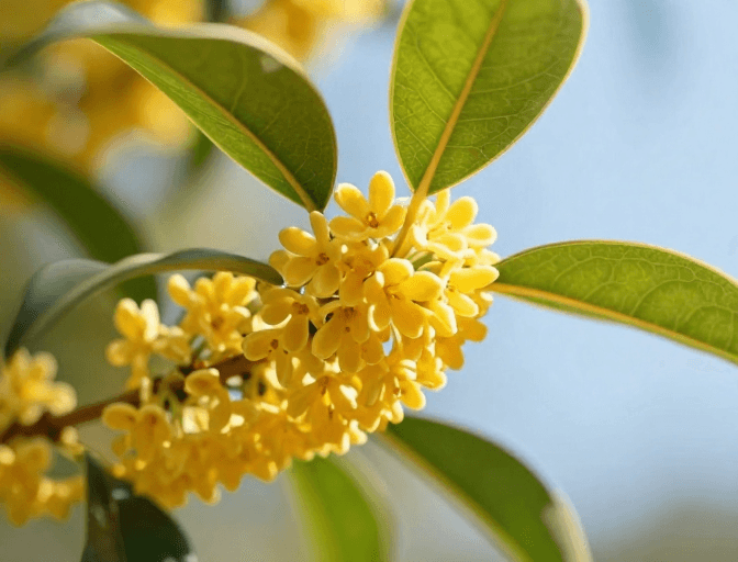 绿叶衬托素材：春日枝头金黄桂花特写，通透质感彰显自然之美