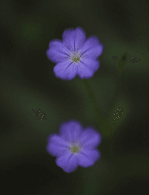 暗背景摄影素材：紫花梦影：动静交织的暗夜微光