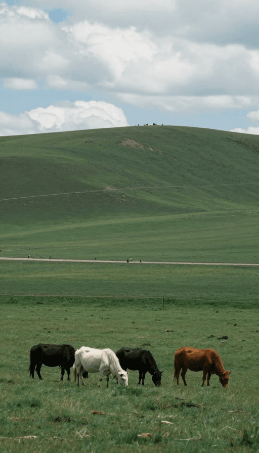 风景素材：电影质感草原实景：自然光影的极致呈现