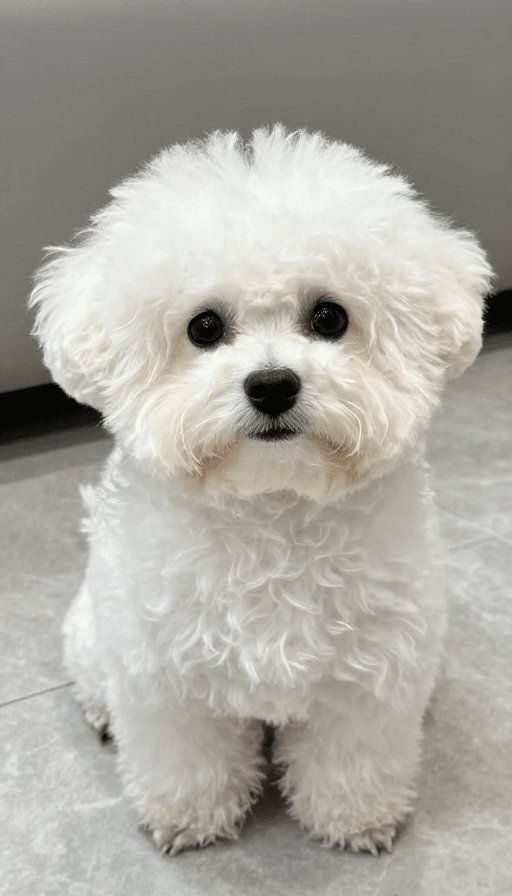 萌宠素材：萌宠时刻：超级萌犬撒娇卖萌