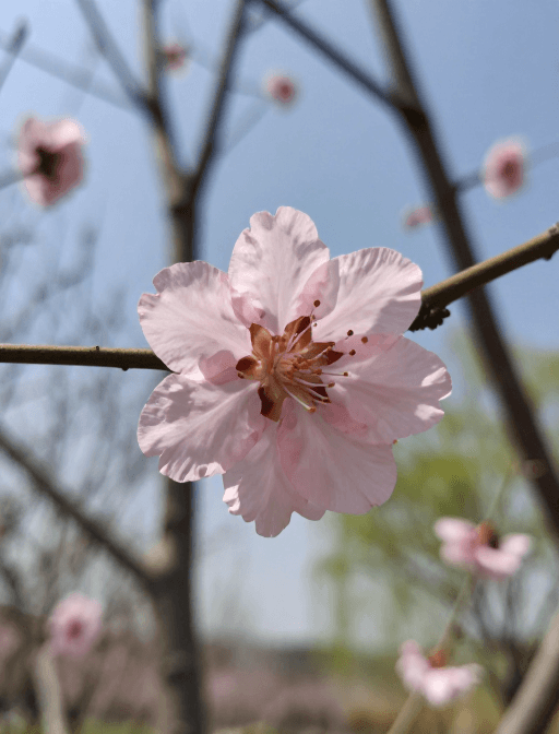 户外素材：春日生机：暖阳下的自然画卷