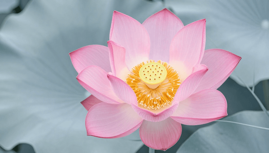 柔光效果素材：粉红莲花绽放：东方美学高清摄影