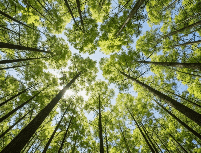 高清实景素材：蓝天下的挺拔树冠：逆光穿透的清新森林