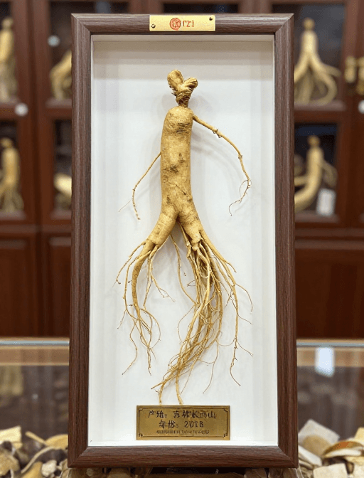 中药文化素材：长白山人参精品摄影艺术展示