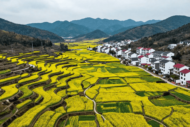 高清实景素材：阴柔冷调下的梯田金黄：山谷油菜花与村落风光摄影