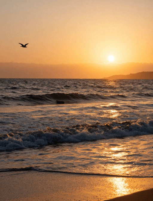 夕阳海边的静谧美景，海鸥与金光交织的电影画面