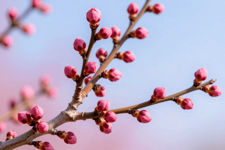 商业宣传图素材：早春梅枝逆光特写：粉嫩花蕾与渐变天空的诗意交融