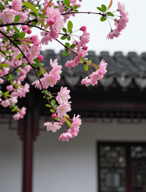 海棠花素材：粉嫩海棠盛放于江南庭院，清新露珠点缀绿意