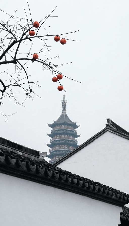 柿子元素素材：苏州北塔：白墙黑瓦间的柿子诗意