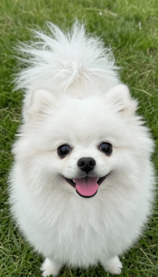 特写镜头素材：治愈系纯白博美犬特写：萌态十足清新草坪照