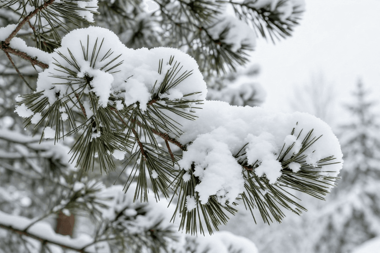 森林背景素材：冬日雪覆红褐松枝特写：高清细节与自然冷调光影