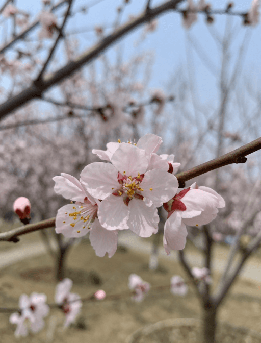 花卉摄影素材：春日生机：繁花似锦的自然画卷