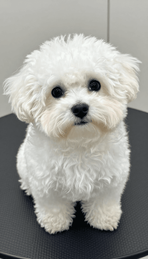 萌宠素材：萌犬写真，治愈系萌宠瞬间