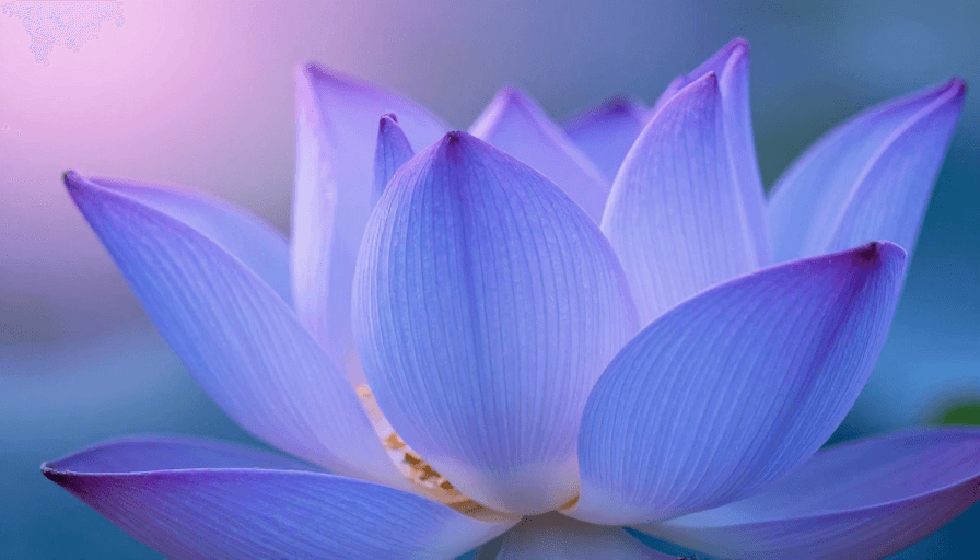 冷色调摄影素材：梦幻蓝紫渐变莲花特写：高端品牌视觉焦点