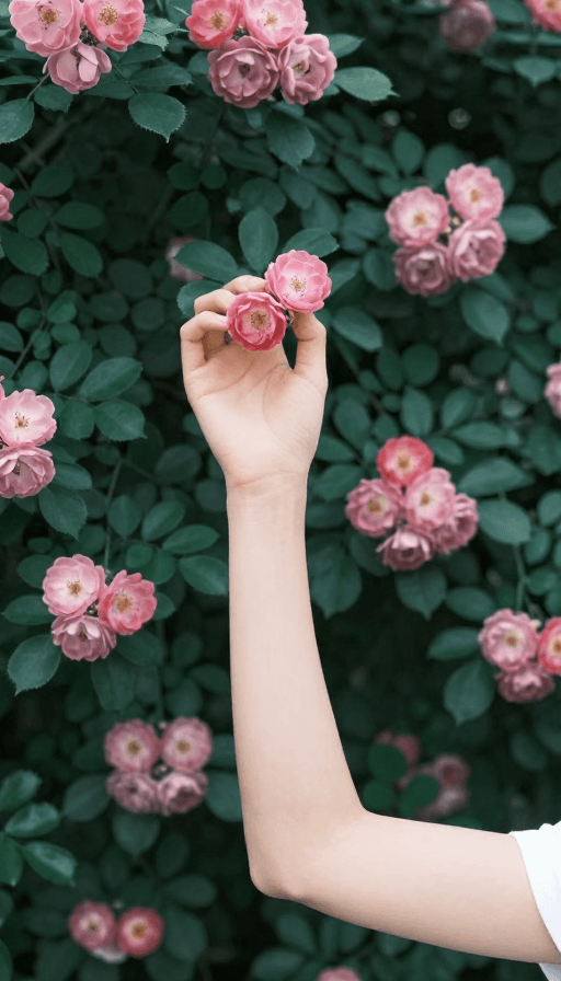 蔷薇花墙素材：蔷薇花墙前，女子轻握双朵蔷薇