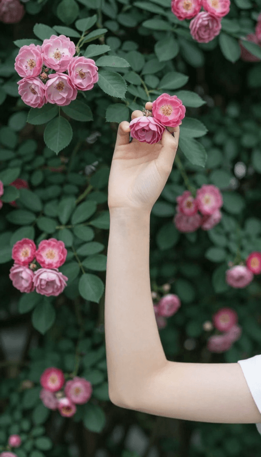 艺术装饰素材：蔷薇花墙上的柔美姿态：手指轻夹两朵蔷薇