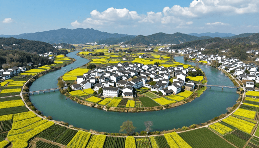 江南水乡田园风光：金黄花海与白墙黛瓦的和谐画卷