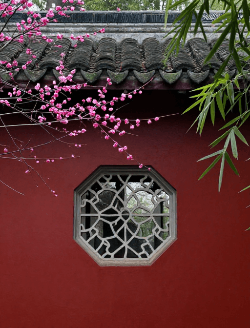 植物摄影素材：红墙绿瓦映腊梅，古风庭园静谧美