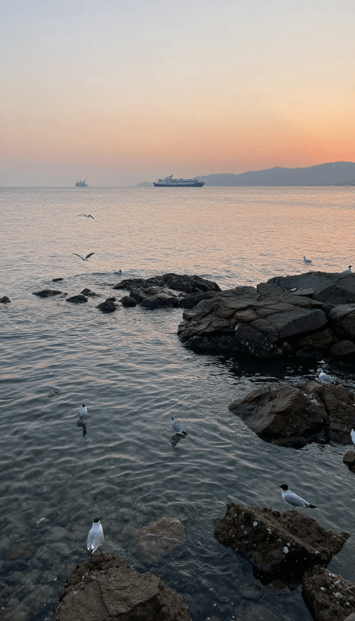 海洋摄影素材：碧海落日：岩石与海鸥的宁静海岸时光
