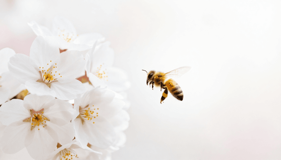 清新氛围素材：极简自然之美：樱花与蜜蜂的春日交响