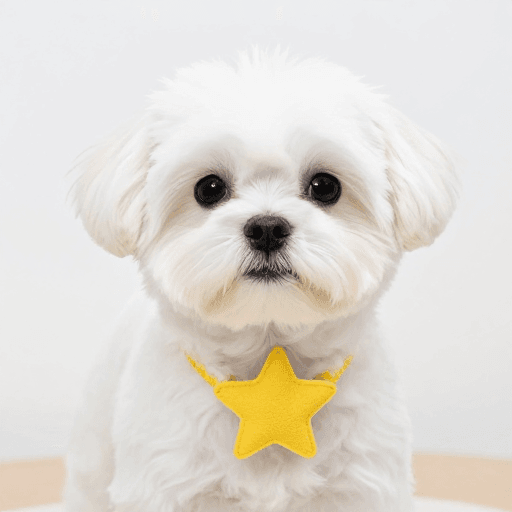 产品宣传素材：白色马尔济斯犬佩戴黄色五角星项圈高清广告图