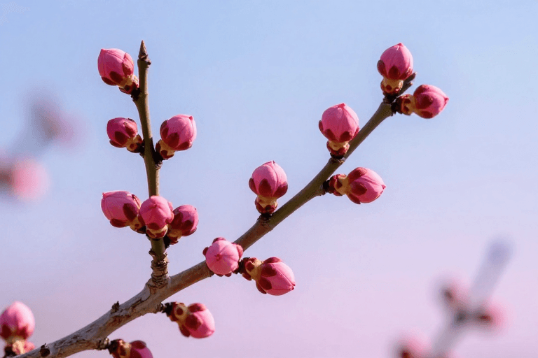 季节宣传素材：早春梅影：逆光下的粉色花蕾