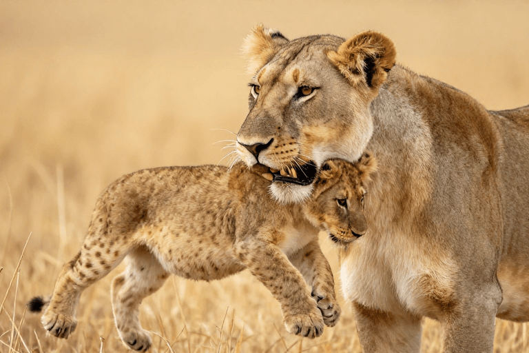 浅景深素材：母狮轻护幼崽：自然光影下的母爱瞬间