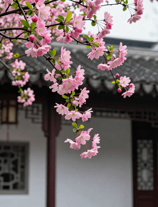 海棠花素材：江南庭院海棠盛放，粉花绿叶露珠晶莹