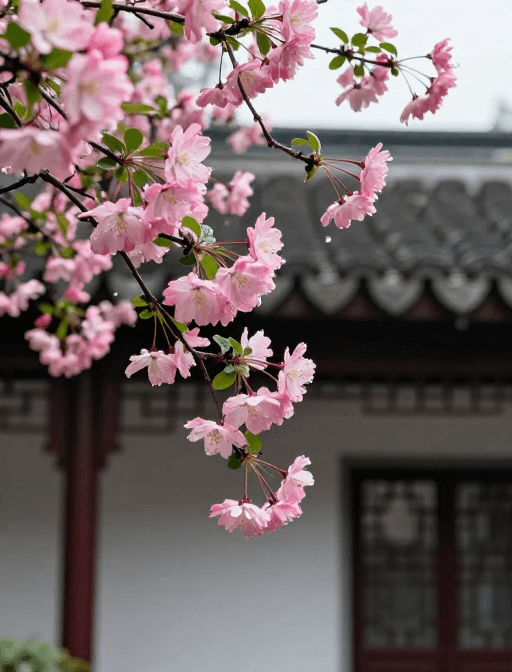 春日风景素材：江南庭院海棠花开垂枝粉嫩露珠晶莹