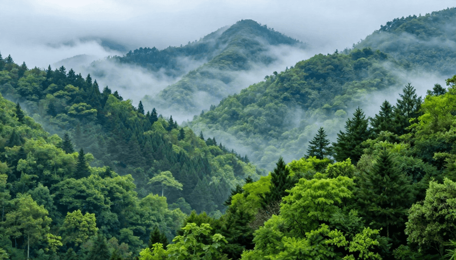 晨雾光影素材：翠岭薄雾：生态晨景的自然之美