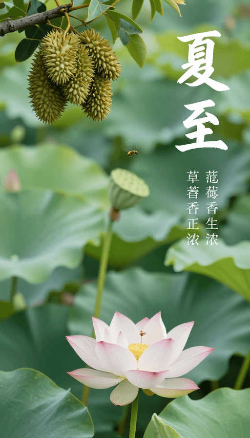 国风插画素材：夏至荷塘诗意：榴花蝉韵迎薰风