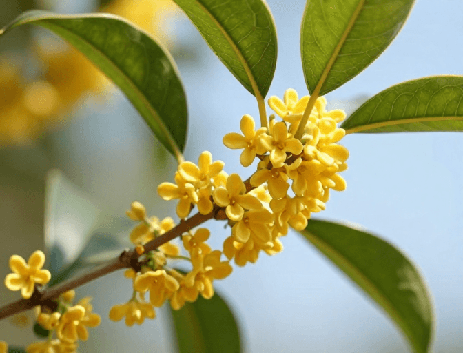 春日摄影素材：金黄桂花开满枝头，通透质感尽显春日生机