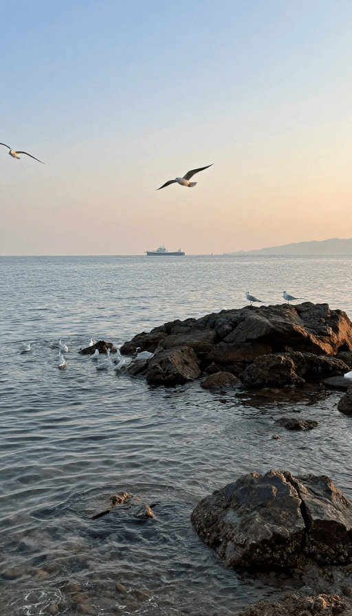 摄影素材：海岩暮色：日落时分的宁静海岸与海鸥