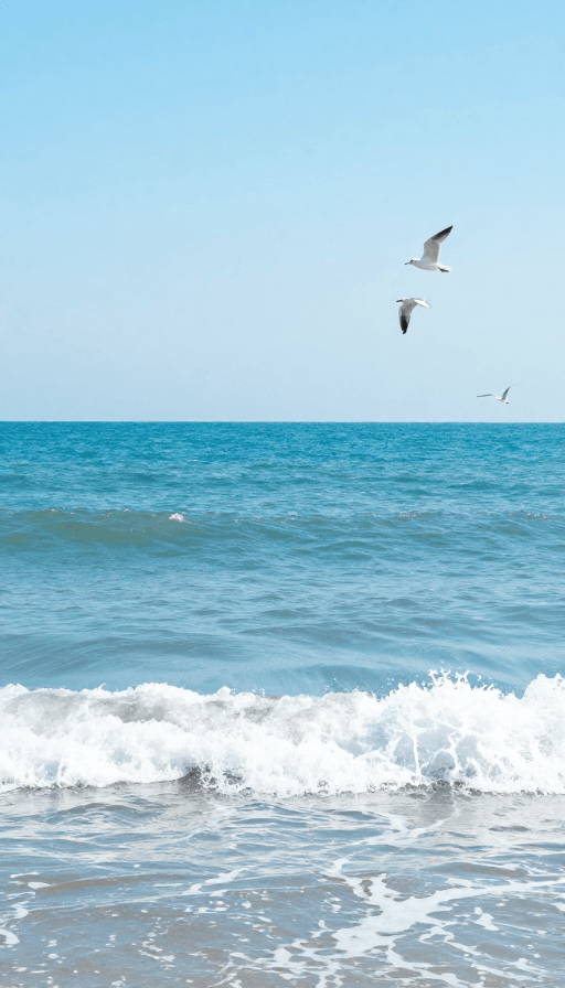 海洋摄影素材：梦幻蓝海：海鸥与浪花的海上诗篇