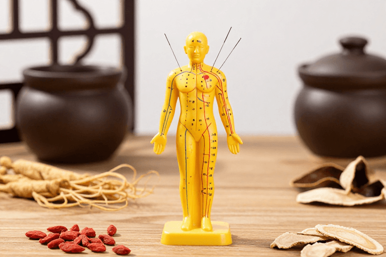 中式风格素材：中医针灸模型展示：传统经络与药材的精美摄影