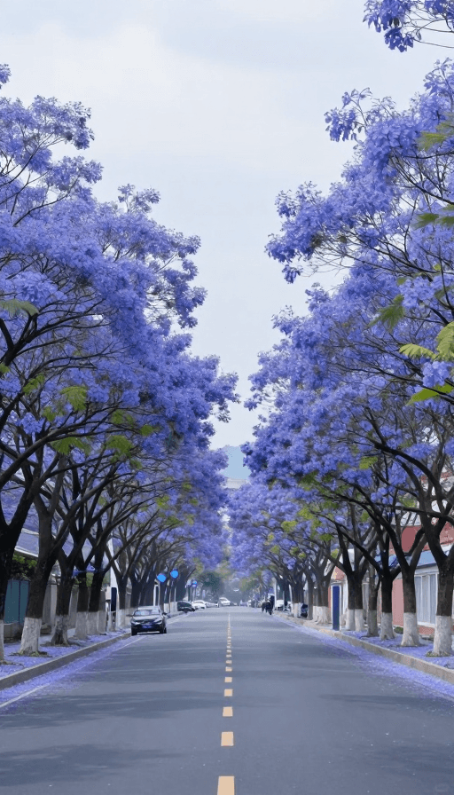 艺术摄影素材：梦幻蓝花公路：自然与色彩的诗意画卷
