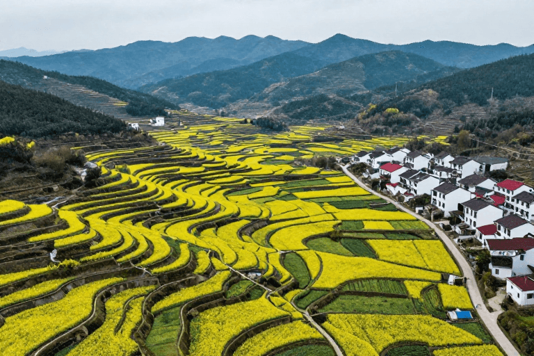 旅游宣传素材：金黄梯田映青山：阴柔光影下的乡村画卷