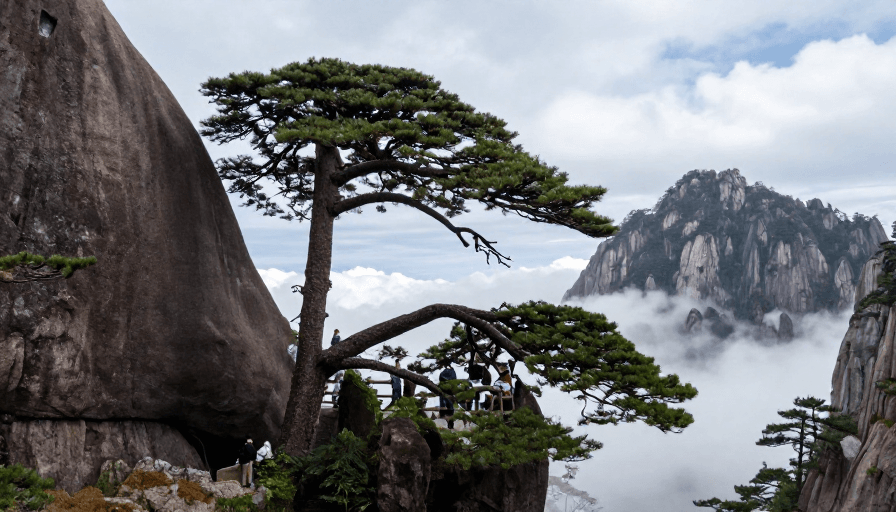 云海翻涌素材：黄山迎客松：云海翻涌的自然风光